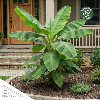 Live Hardy Banana Plant (Musa Basjoo) – Cold Hardy Tropical Perennial, Grows 6–10 Ft Tall, Fast Growing Outdoor Accent, Ships 15” Tall in 1.5 Qt Pot