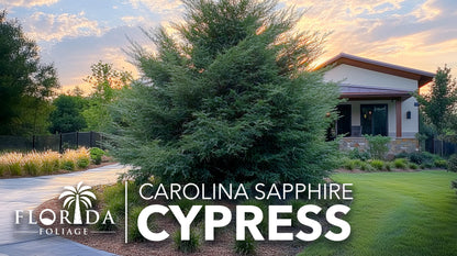 Carolina Sapphire | 10 Live Quart Size Plants | Cupressus arizonica 'Carolina Sapphire' | Fast-Growing Privacy Trees | Evergreen Landscape Screening Plants
