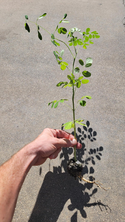 Moringa Trees 5 Live Moringa Plants with Moringa Seeds - Organically Grown - Non-GMO - Miracle Tree - Moringa Oleifera - Herb, Drought-Tolerant, Resilient, Hardy