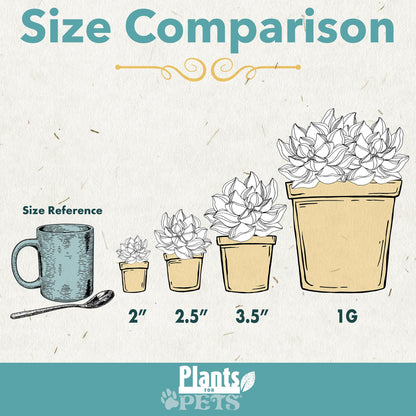 Live Succulents Plant Pack (6-Pack), Real Succulent Plants & Mini Plants for Beginners, Live House Plants, Mini Succulents, Outdoor & Indoor Plants, Live Plants in 2" Grower Pots by Plants for Pets