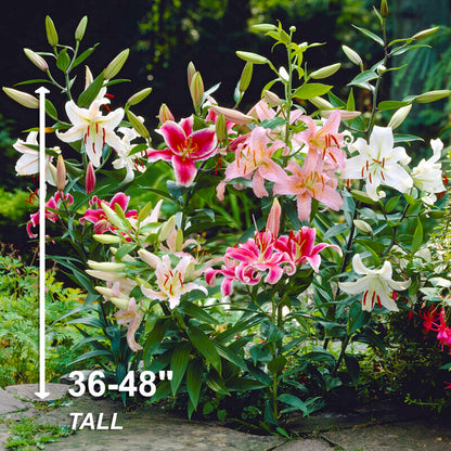 Garden State Bulb Multi-Color Mixed Oriental Lily Flower Bulbs, 14/16cm, Spring Planting (Bag of 30)