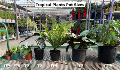 RedCrocus - RedCrocus Dwarf Brush Cherry Eugenia myrtifolia 'Globulus' - Compact Evergreen Shrub for Containers & Gardens, Pet-Friendly, Pollinator Attractant 14" Pot