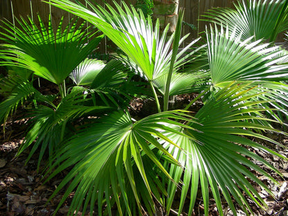 Chinese Fan Palm - Live Plant in an 10 Inch Growers Pot - Livistona Chinensis - Beautiful Clean Air Indoor Outdoor Houseplant