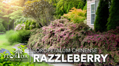Loropetalum Razzleberry | 3 Live Plants | Loropetalum Chinense | Evergreen Shrub | Vibrant Pink Flowers | Fast Growing | Low Maintenance | Ornamental Bush | Outdoor Landscaping