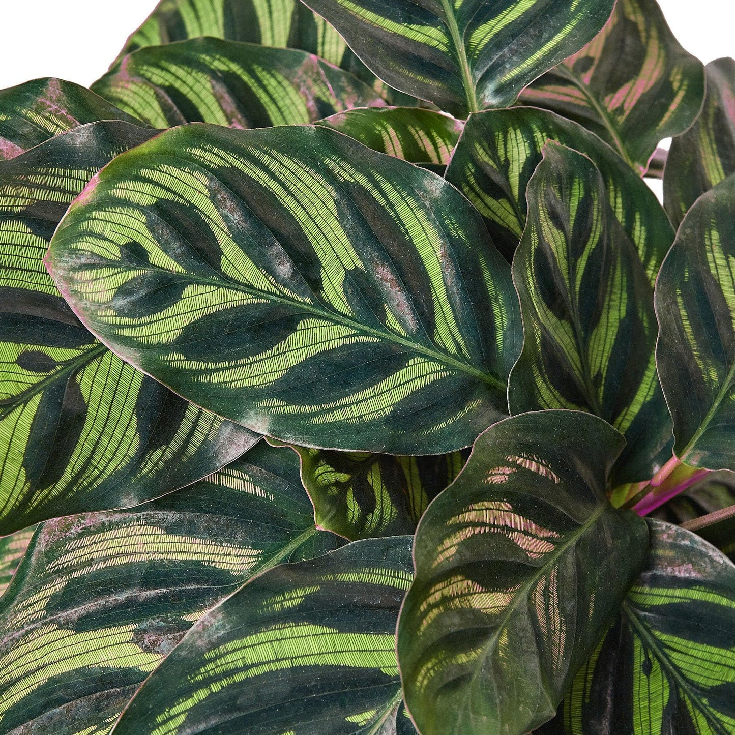 3 Pack Calathea 'Makoyana' in 4in Pot - Live Tropical Houseplant - Easy to Grow | Air Purifying | Pet Friendly | Variegated | USA Growers | The Snobby Leaf