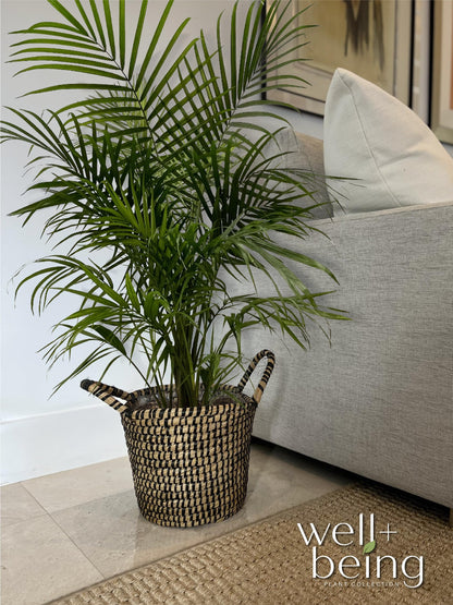 Nature's Way Farms Majesty Palm Live Plant, Indoor and Outdoor Palm Tree, in Growers Pot, Tropical Houseplant, Decor for Your Patio, Balcony, Home or Office 3-4 Feet Tall