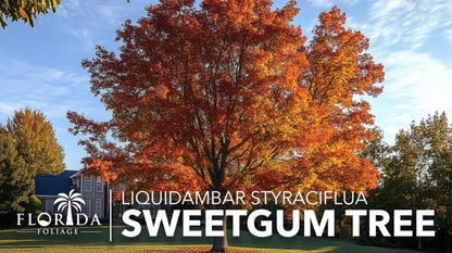 Sweetgum Tree | 3 Live Plants | Liquidambar Styraciflua | Fast-Growing Shade | Vibrant Fall Color Landscaping
