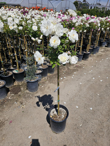 Rose Tree 4-5 Feet | Live Flowering Tree for Outdoor Planting | Reblooming Flowers All Year Long, 5 Gall Potted (Iceberg, 5 Gallon) Snow White Blossom Perfect Pops of Color in The Garden
