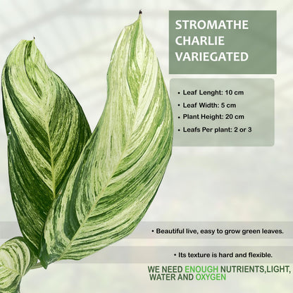 LEAL PLANTS ECUADOR Stromanthe Charlie Variegated, Elegant Variegation & Living Movement Tropical Houseplant, Natural Air Purifier, Perfect for Home Decor, Unique Gift for Plant Lovers