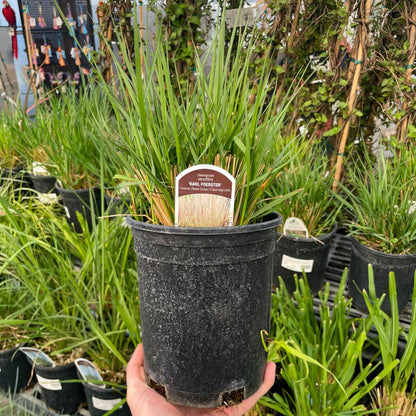 Karl Foerster Calamagrostis (Feather Reed Grass), Perennial, Cool-Season Ornamental Grass, Live Plant, 1 Gallon Growers Pot