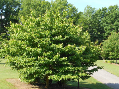 Dogwoods Tree Pink Adaptables to Various Garden Live Plant 10-16" Tall Quart Pot