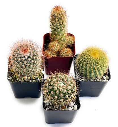 Fatplants Mini Cactus Plants Live Plants (4 Pack), Cactus Plant Indoor Live Plants, Cacti Plants Live Cactus Decor, Succulents Plants Live Houseplants, Mini Cactus Gifts in Cactus Soil Potting Mix