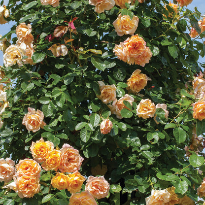 Garden Sun Climbing Rose Bush, Apricot Peach Flowers, Own Root 1.5 Gallon Potted Live Plant, Stargazer Perennials
