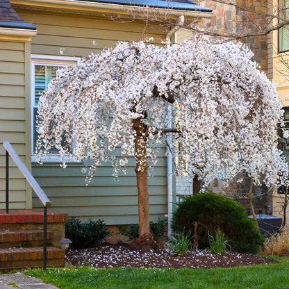 Weeping Yoshino Cherry Tree Live Plant – Flowering Ornamental Tree with Graceful Weeping Branches, Beautiful Cherry Blossom Tree for Garden & Landscape (3 Gallon/Bareroot/Set of 2 Plants)
