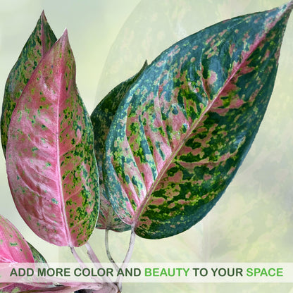 LEAL PLANTS ECUADOR Live Aglaonema Commutatum Pink Plant (Chinese Evergreen) – Vibrant Pink & Green Foliage – Low Light Tolerant Potted Houseplant for Indoor Gardening