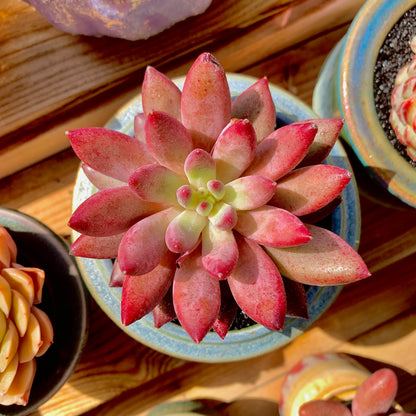 Generic Echeveria Cherry Rare Live Succulent Plants, 1 Head Pot Size 2"" Pink Live Plant, Excludes Pot & Soil, Garden Indoor Office Desk, Wedding Party Baby Shower Decor, Gift for Plant Enthusiasts