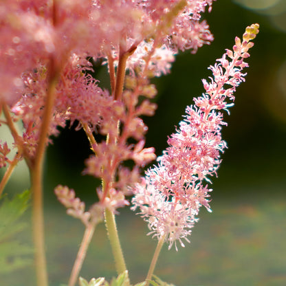 Easy to Grow Astilbe Europa 1 Plant Bareroot - Summer Pink Blooms in Shade, Pollinator Friendly Flowers (False Spirea, Goat's Beard)