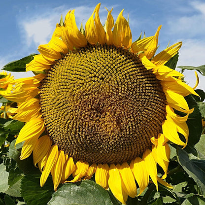 TnT Seed Company Mammoth Grey Stripe Sunflower Seeds for Planting – 5 lb Bulk Bag – Giant Sunflowers for Gardens & Food Plots – Supports Bees, Pollinators, Birds, Wildlife & Deer