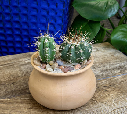 Altman Plants, Assorted Cactus Plants Live Cactus Decor (8PK), Cactus Plant Live Succulents Plants Live in Cactus Soil Potting Mix, Live Cacti Plants Live Succulent Plants Live Plants in Cactus Pot