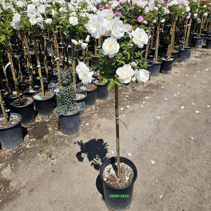 Rose Tree 4-5 Feet | Live Flowering Tree for Outdoor Planting | Reblooming Flowers All Year Long, 5 Gall Potted (Iceberg, 5 Gallon) Snow White Blossom Perfect Pops of Color in The Garden