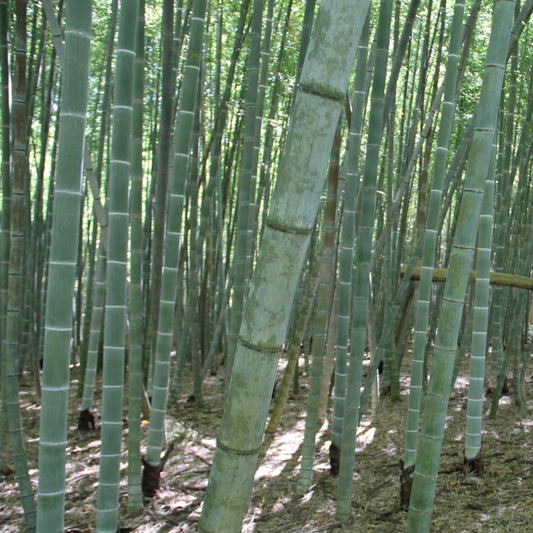 Moso Bamboo - Live Plant Cutting, Green, China Trees 12"-24"