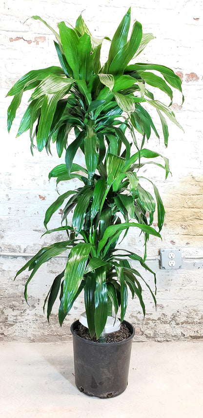 Dracaena Lisa Elegance Cane - Live Plant in a 10 Inch Pot - Dracaena Deremensis - Beautiful Easy Care Air Purifying Indoor Houseplant