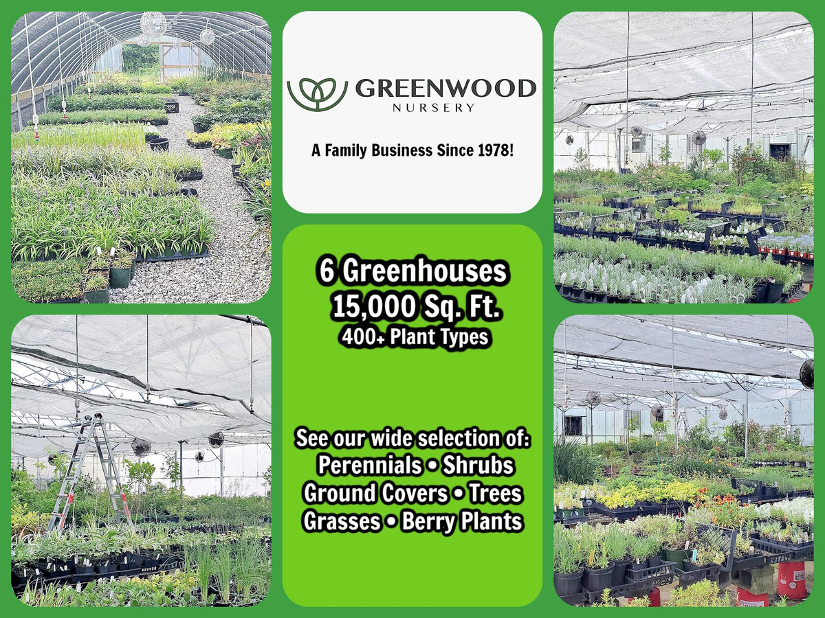 Greenwood Nursery: Live Perennial Plants - Pow Wow White Coneflower + Echinacea Purpurea - [Qty: 1x Pint Pot] - (Click for Other Available Plants/Quantities)