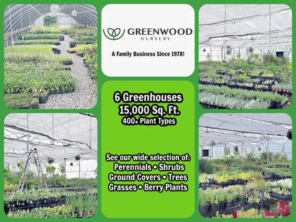 Greenwood Nursery: Live Perennial Plants - Pow Wow White Coneflower + Echinacea Purpurea - [Qty: 1x Pint Pot] - (Click for Other Available Plants/Quantities)