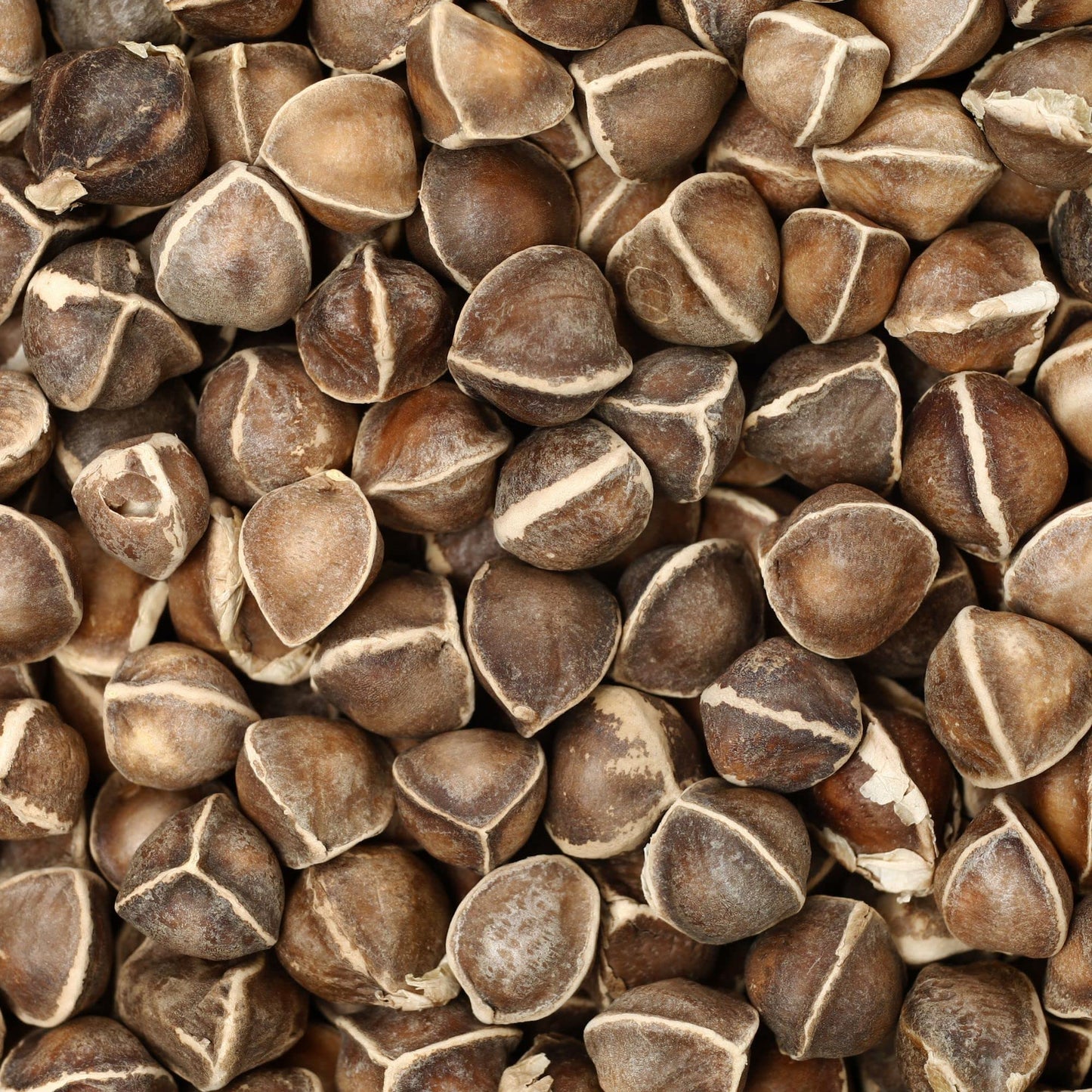 Moringa Seeds for Planting - 1 Oz ~85 Seeds - Grow Moringa Seeds to Eat - Moringa Plant Tree Seedlings - Experience the Benefits of The Tree of Life, Moringa Oleifera