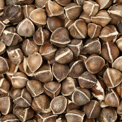 Moringa Seeds for Planting - 10 g Packet ~30 Seeds - Grow Moringa Seeds to Eat - Moringa Plant Tree Seedlings - The Tree of Life, Moringa Oleifera
