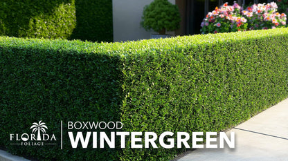 Wintergreen Boxwood | 3 Large Trade Gallon Size Plants | Buxus Microphylla | Evergreen Shrub, Dense Foliage, Formal Garden, Low Maintenance, Privacy Hedge, Year-Round Interest, Landscaping Shrub