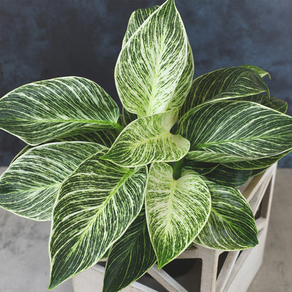 Variegated Philodendron Birkin House Plant Gift & Decor, Powerful Air Purifying Plant, Easy to Grow, Upright Philodendrons, Popular Live Indoor Plants, Includes 6" White Décor Pot, Unique Houseplants