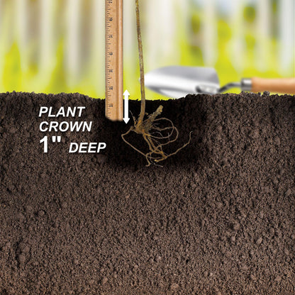 Garden State Bulb Latham Raspberry Bare Roots for Planting, Non-GMO (Bag of 2)