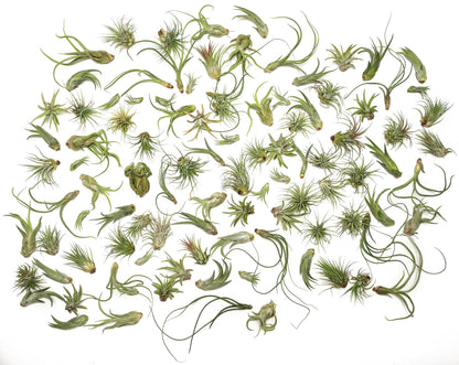 Tillandsia Air Plants Live Indoor Plants (100 Pack), Air Plants Bulk Party Favors or Wedding Favors Live Plants, Air Plant Lover Gifts, DIY Terrarium Kit, Air Succulents Plants Live by Plants for Pets