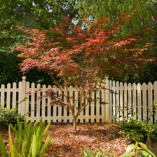 PERFECT PLANTS Bloodgood Japanese Maple Tree 1 Gal. | Live Plant for Beautiful Autumn Color | Red Leaf Colors Year Round | Small Deciduous Trees for Privacy