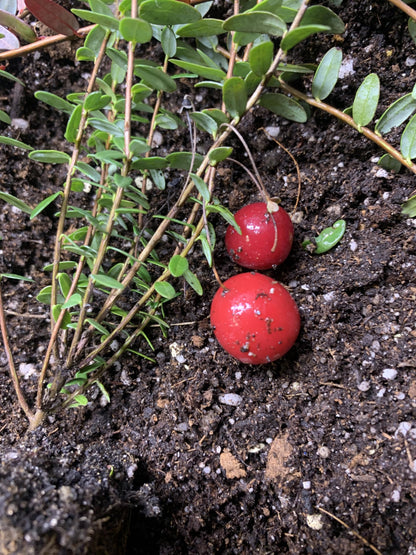 1 Plant Pilgrim Cranberry (Vaccinium Macrocarpon) 1 Year Old