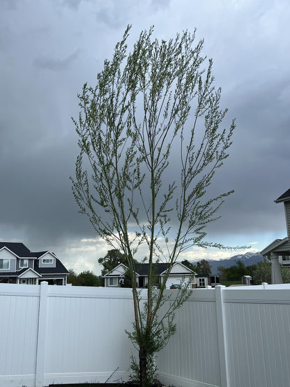 Generic Austree Hybrid Willow Tree Plants for Growing | Fast Privacy Hedge Row, Wind Block, Shade | Fast Growing - 6-10 Feet Per Year, Fast Growing Trees (26 Trees), green