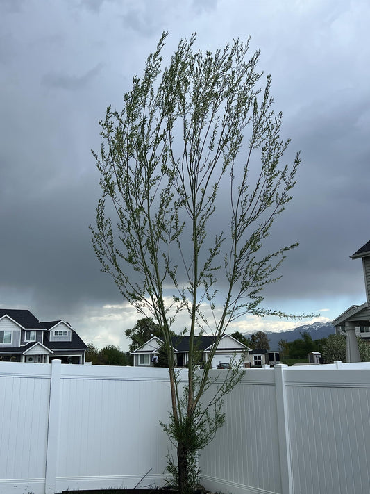Generic Austree Hybrid Willow Tree Plants for Growing | Fast Privacy Hedge Row, Wind Block, Shade | Fast Growing - 6-10 Feet Per Year, Fast Growing Trees (26 Trees), green