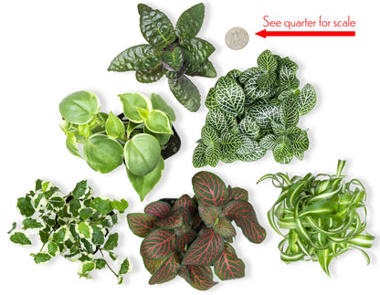 Live Snake Plant + Easy to Grow Houseplants (6-Pack)