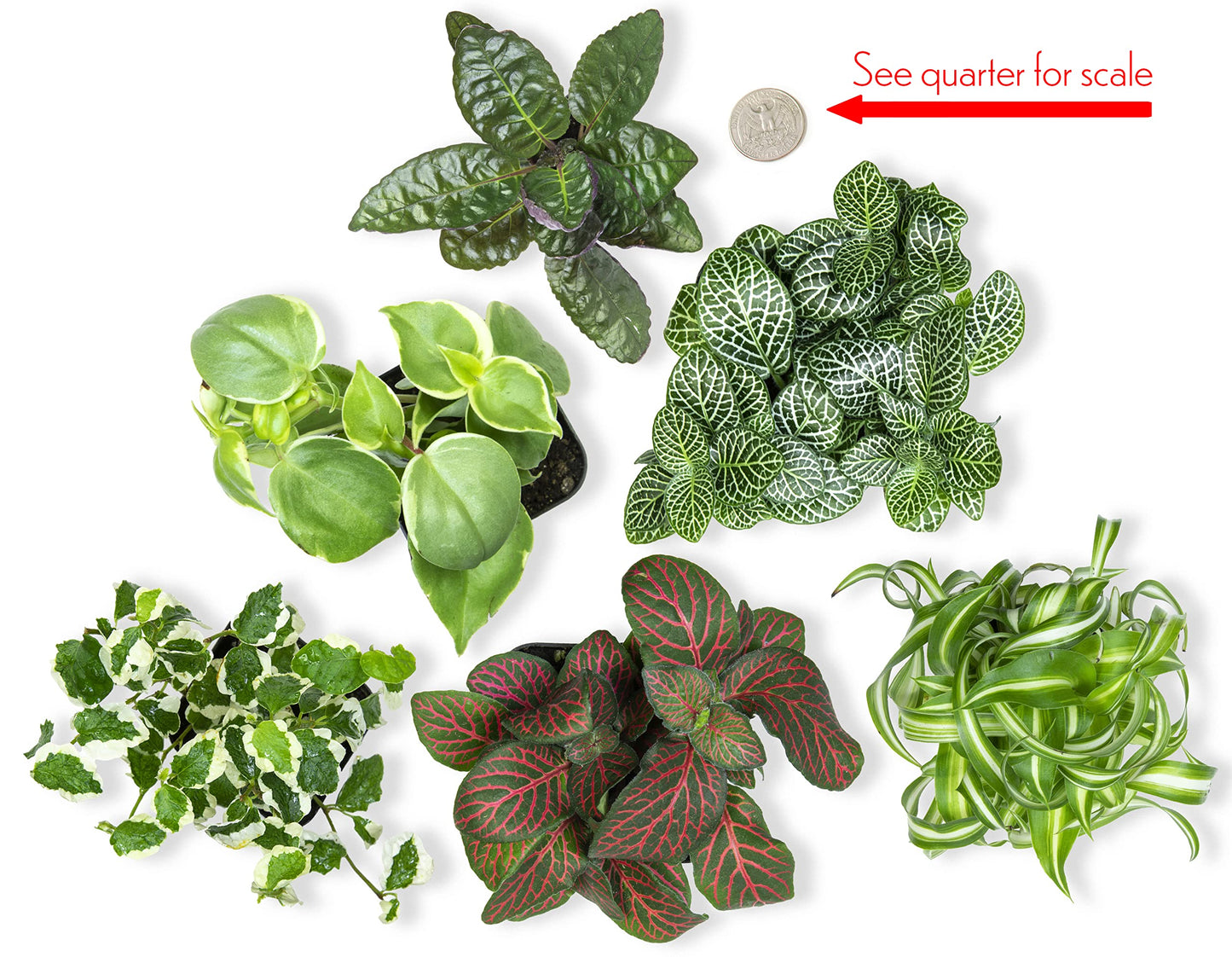 Easy to Grow Houseplants (6 Pack) + Classic Houseplant Collection (4PK) - Home and Office Plant Assortment with Low Maintenance Indoor Plants
