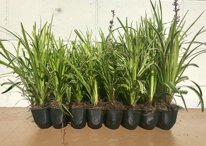 18 Pack - Liriope 'Variegated' Grass