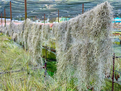 ragnaroc Tillandsia Usneoides ‘Thick-Colombian Spanish Moss’ - ragnaroc Indoor Tropical Plant 16” / 9 oz - Live Arrival Guaranteed - Live Air Plant & House Plants for Home Decor & Gift