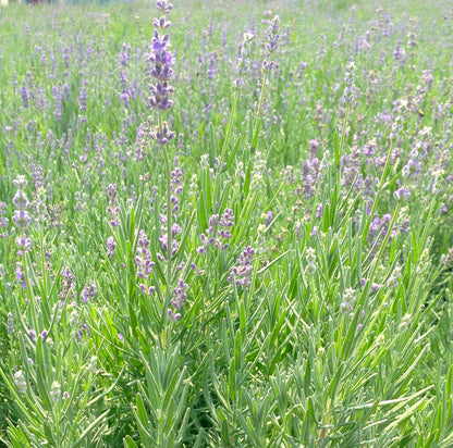 Lavandula ang. 'Munstead Strain' (Lavender) Perennial, lavender flowers, 1 - Size Container