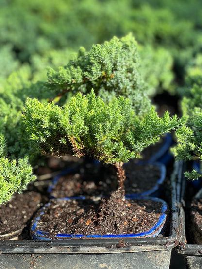 Live Dwarf Juniper Bonsai Tree | Potted in Plastic Pot | 3 Years Old | 100% Handcrafted | Outdoor Bonsai | Unique Gift for Birthday, Graduation, Anniversary