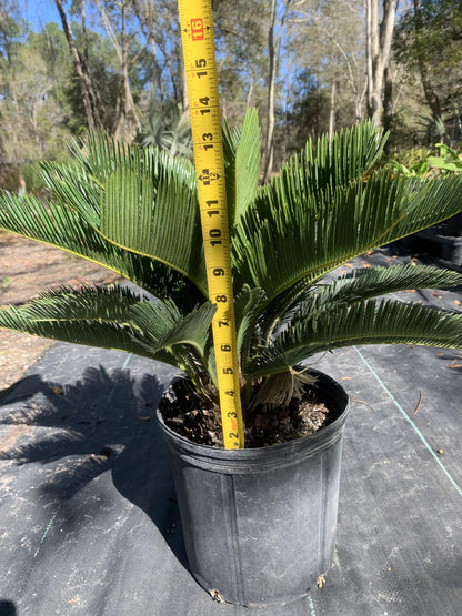 Eddies Acres King Sago Cycad Palm Live Plant, 3 Gallon Grower Pot, 12-18 inches Tall NO Shipping to California