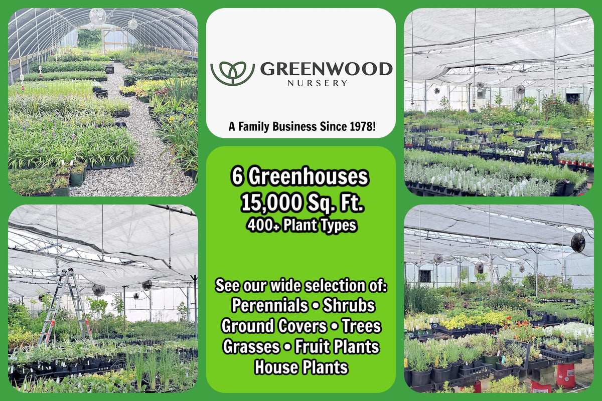 Greenwood Nursery: Live Perennial Plants - Pow Wow White Coneflower + Echinacea Purpurea - [Qty: 1x Pint Pot] - (Click for Other Available Plants/Quantities)