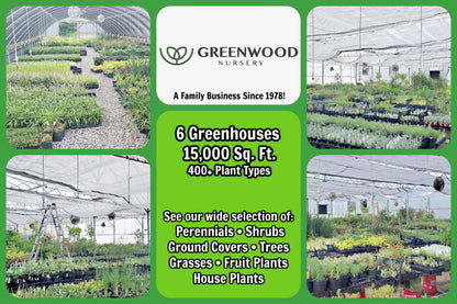 Greenwood Nursery: Live Perennial Plants - Pow Wow White Coneflower + Echinacea Purpurea - [Qty: 1x Pint Pot] - (Click for Other Available Plants/Quantities)