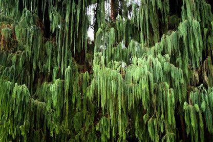 30 Kashmir Weeping Cypress Tree Cupressus Cashmeriana Blue Evergreen Seeds