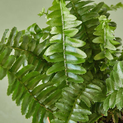Jester's Crown Fern | Live Plant for Indoor & Outdoor | for Living Room, Office, Bathroom | (6" Pot)