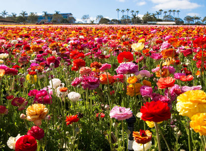 Complete Spring Flower Bulb Garden - 10 Bulbs Ranunculus Bulbs Continuous Blooms (Spring Color from March Through June) - Easy to Grow Fall (Ranunculus Bulbs)